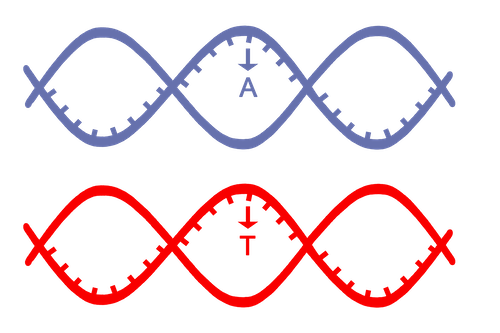 Image of a SNP